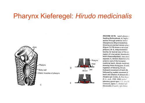 Sehorgane (1)