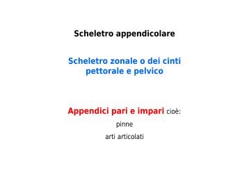 06 Scheletro Appendicolare