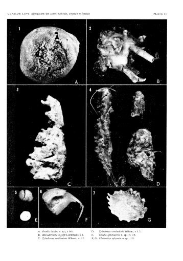 Spongiaires des zones bathyale, abyssale et hadale PLATE I1 A ...