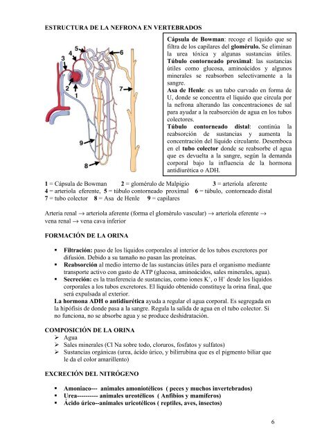 TEMA 13 LA NUTRICIÓN EN LOS ANIMALES - IES San Isidro