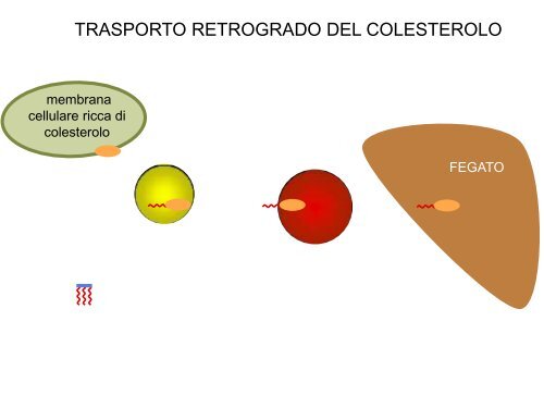 4. Lipidi