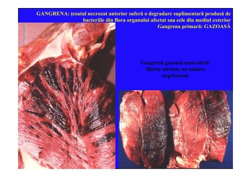 LP_Moartea tisulara_CEPA2.pdf - patholvet.ro