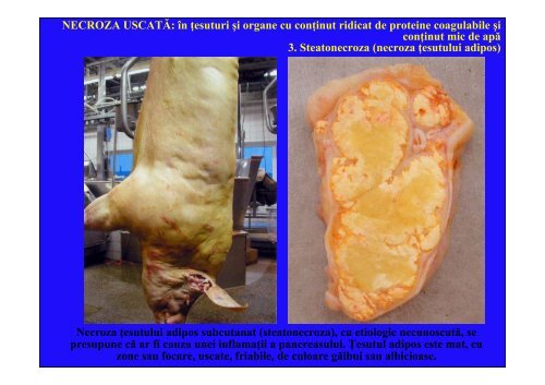 LP_Moartea tisulara_CEPA2.pdf - patholvet.ro