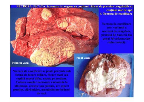 LP_Moartea tisulara_CEPA2.pdf - patholvet.ro