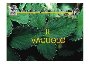 IL VACUOLO