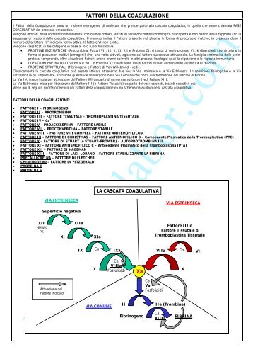 FATTORI DELLA COAGULAZIONE - Home Page - vetlabor