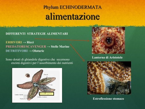 Lab10.Echinodermata