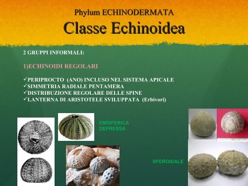 Lab10.Echinodermata