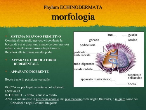 Lab10.Echinodermata