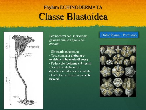 Lab10.Echinodermata