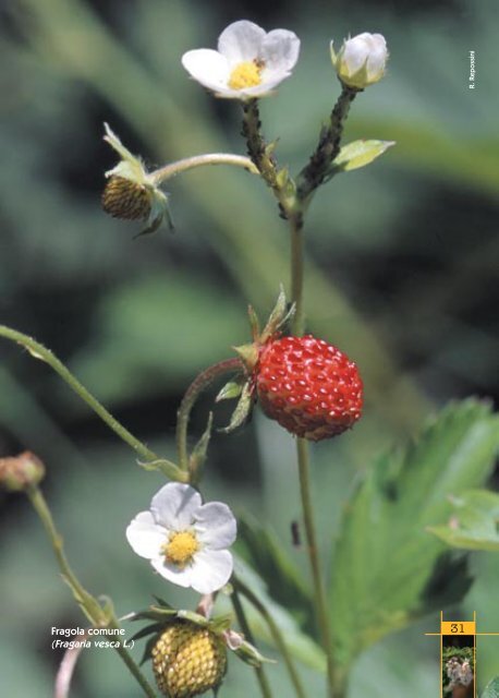 Atlante della Flora nel Parco del Roccolo - Comune di Parabiago