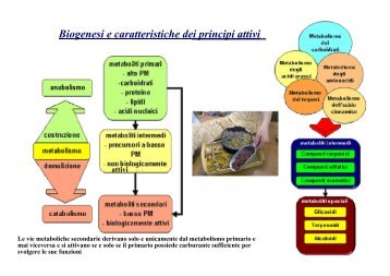 Biogenesi e caratteristiche dei principi attivi