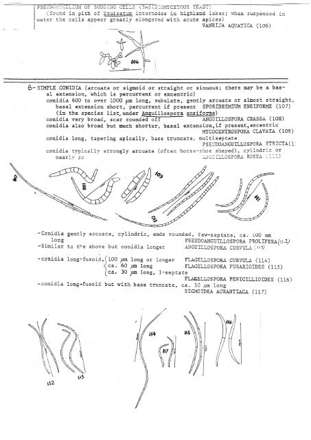 Aquatic Hyphomycetes Descals et. al. - ASCOfrance