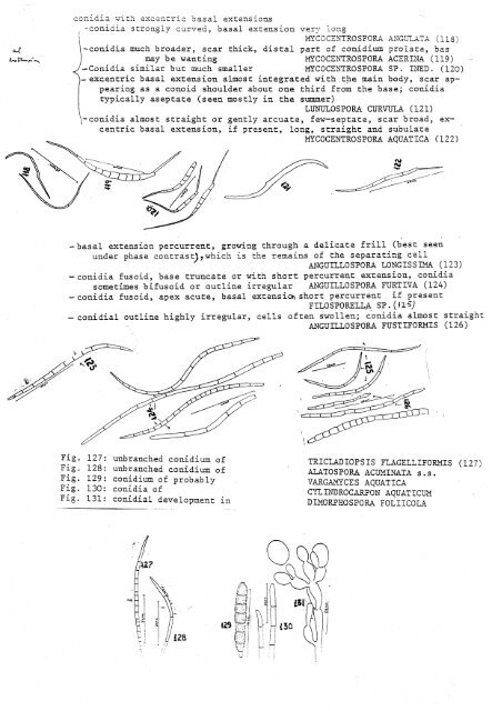 Aquatic Hyphomycetes Descals et. al. - ASCOfrance