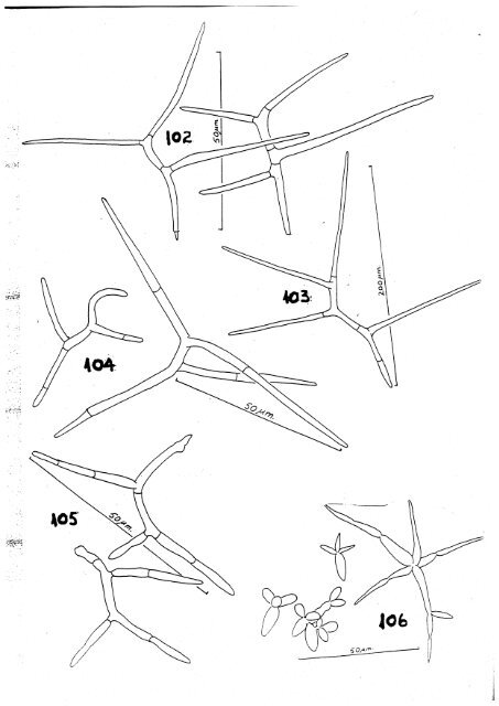 Aquatic Hyphomycetes Descals et. al. - ASCOfrance