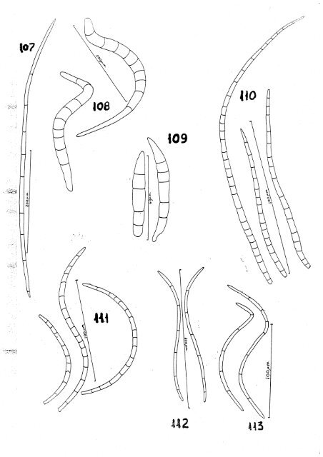 Aquatic Hyphomycetes Descals et. al. - ASCOfrance