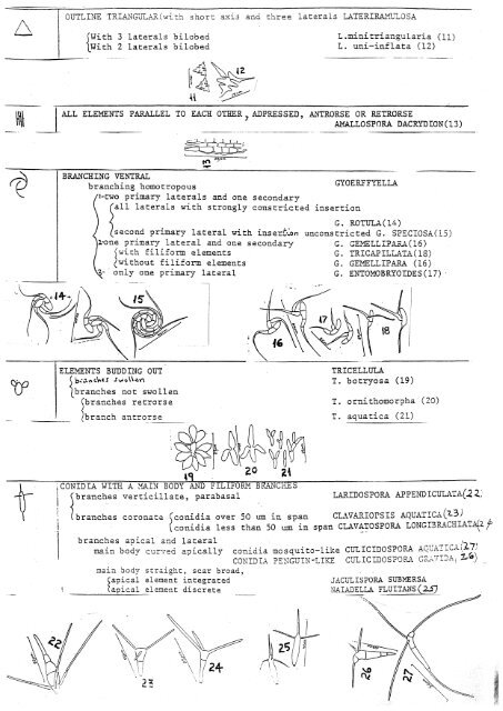 Aquatic Hyphomycetes Descals et. al. - ASCOfrance