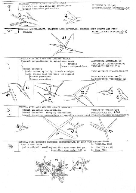 Aquatic Hyphomycetes Descals et. al. - ASCOfrance