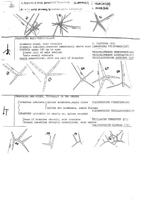 Aquatic Hyphomycetes Descals et. al. - ASCOfrance