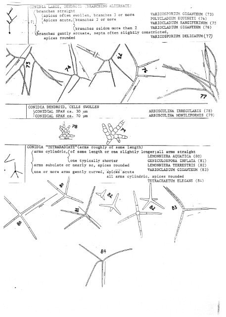 Aquatic Hyphomycetes Descals et. al. - ASCOfrance