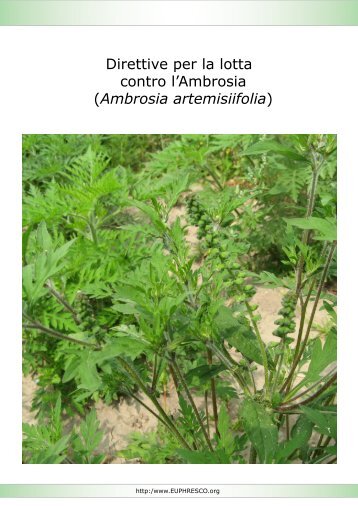 Direttive per la lotta contro l'Ambrosia (Ambrosia artemisiifolia)