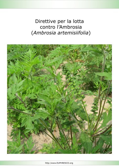 Direttive per la lotta contro l'Ambrosia (Ambrosia artemisiifolia)