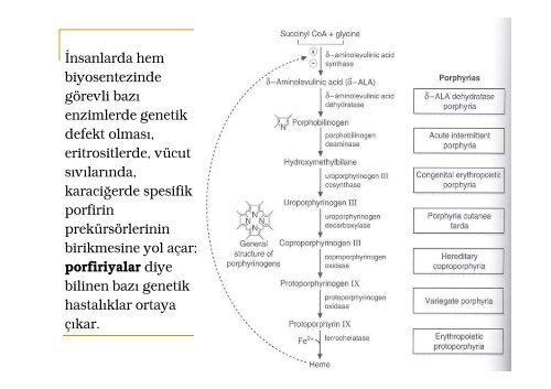 Protein-Metabolizması [Uyumluluk Modu] - ahmetgnc.com