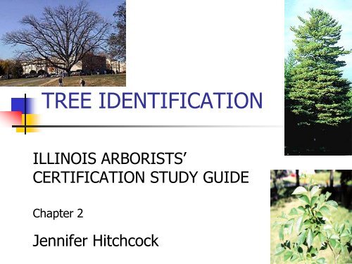 Chapter 2: Tree Identification - Illinois Arborist Association