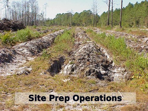 Silviculture Best Management Practices