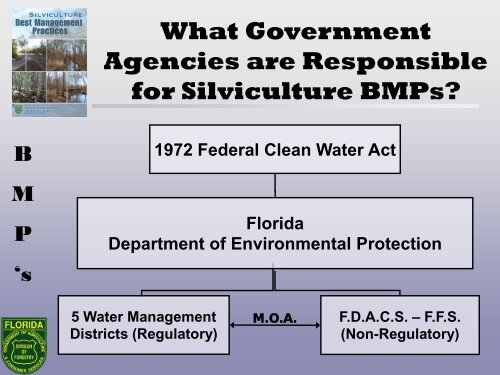 Silviculture Best Management Practices