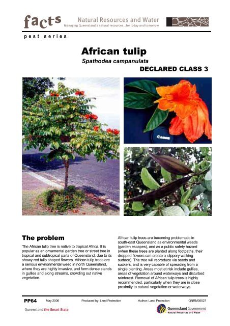 African tulip (Spathodea campanulata) - NQCCS