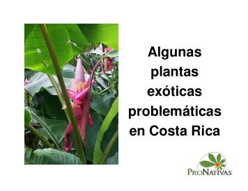 Plantas Exoticas Problematicas (PDF) - Red Pro Nativas