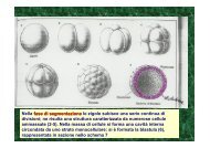 gastrula