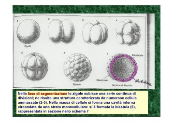 gastrula