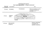 Embriologia pulcino