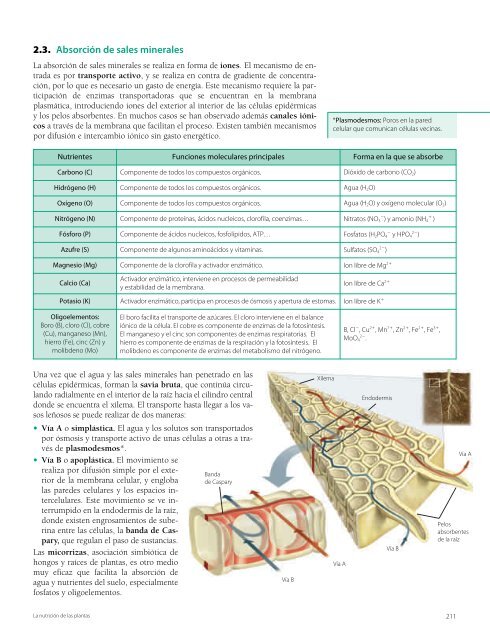 Los procesos de nutrición en plantas