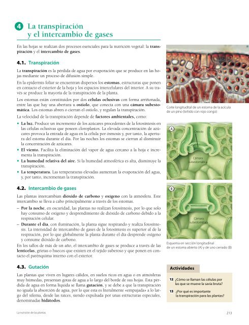 Los procesos de nutrición en plantas