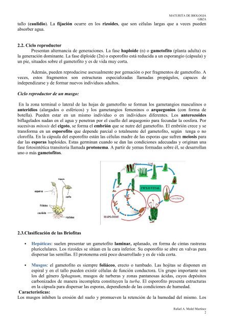 LAS PLANTAS: LOS BRIÓFITAS Y PTERIDÓFITAS.