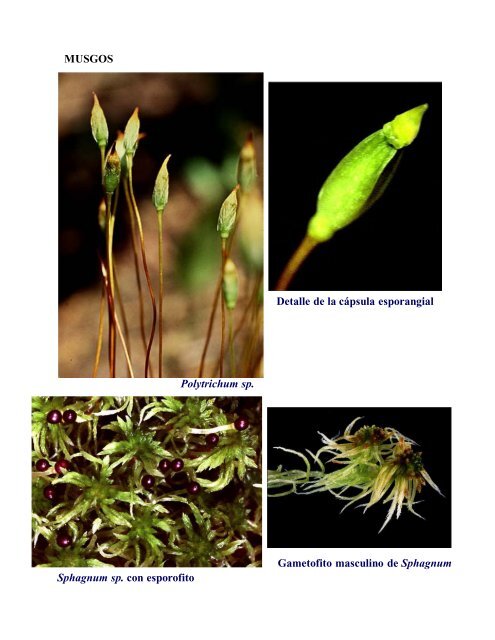 biología de las briofitas