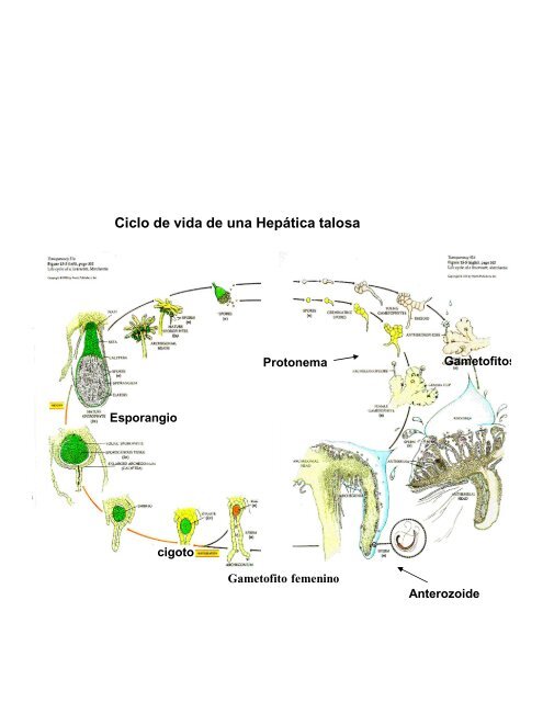 biología de las briofitas