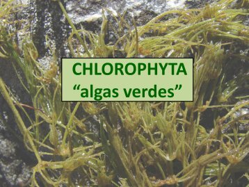 Chlorophyta