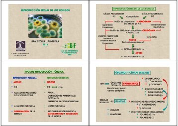 REPRODUCCIÓN SEXUAL DE LOS HONGOS (n) (n) - Facultad de ...