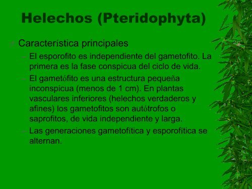 DIVISIÓN LYCOPODOPHYTA - botanicaense