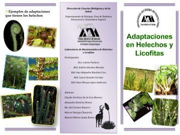 Adaptaciones en Helechos y Licofitas - Feria de Ciencias | UAM