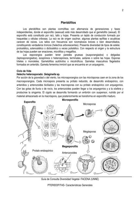 Pteridófitos