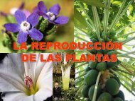 la reproducción de las plantas - ies 