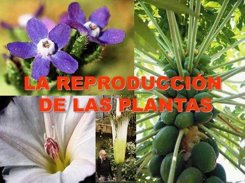 la reproducción de las plantas - ies "poeta claudio rodríguez"