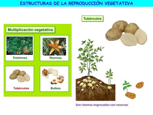 la reproducción de las plantas - ies "poeta claudio rodríguez"