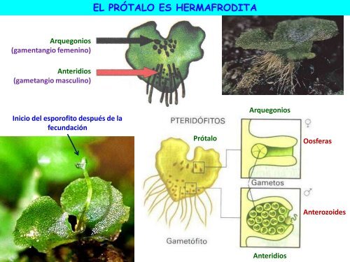 la reproducción de las plantas - ies "poeta claudio rodríguez"