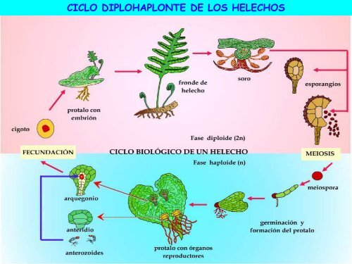 la reproducción de las plantas - ies "poeta claudio rodríguez"